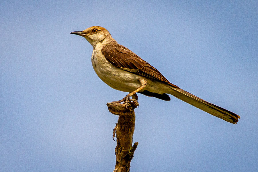 The Texas State Bird Mockingbird,Juniper Ground Cover Shade